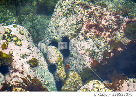 山陰 磯に広がるウニとヒトデと海藻の豊かな海中風景 139555076