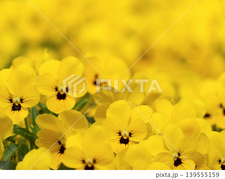 満開のビオラの花 満開のビオラの花 139555159
