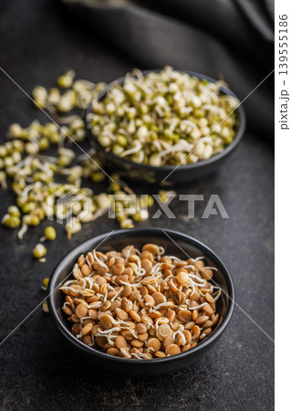 Fresh Sprouted Lentils And Mung Beans In Bowls On Dark Surface Healthy Vegan Protein Fresh Sprouted Lentils And Mung Beans In Bowls On Dark Surface Healthy Vegan Protein 139555186