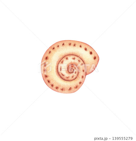 Spiral seashell, isolated watercolor illustration. Colorful hand drawn mollusk shell in pink. Marine life clipart, underwater world for stickers, cards, and packaging. Spiral seashell, isolated watercolor illustration. Colorful hand drawn mollusk shell in pink. Marine life clipart, underwater world for stickers, cards, and packaging. 139555279