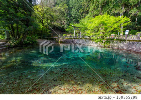 山口県美祢市 日本名水百選の別府弁天池と美しい湧水 別府厳島神社 山口県美祢市 日本名水百選の別府弁天池と美しい湧水 別府厳島神社 139555299