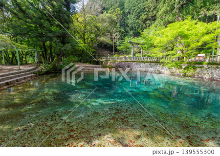 山口県美祢市 日本名水百選の別府弁天池と美しい湧水 別府厳島神社 139555300