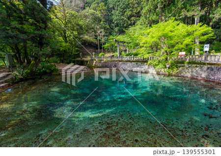 山口県美祢市 日本名水百選の別府弁天池と美しい湧水 別府厳島神社 山口県美祢市 日本名水百選の別府弁天池と美しい湧水 別府厳島神社 139555301