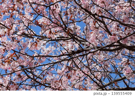 満開の桜 満開の桜 139555409