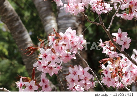 満開の桜 満開の桜 139555411