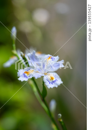 青いシャガの花 139555427