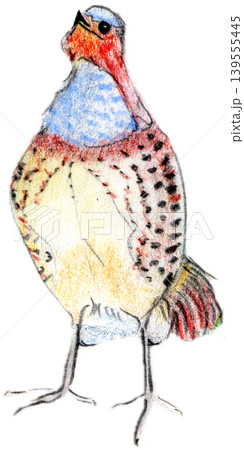 里山の鳥 コジュケイ(背景透過)手描き 里山の鳥 コジュケイ(背景透過)手描き 139555445