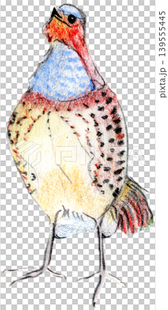 里山の鳥 コジュケイ(背景透過)手描き 里山の鳥 コジュケイ(背景透過)手描き 139555445