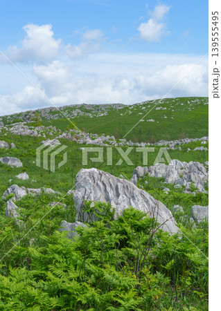 新緑が美しい5月の秋吉台 日本最大級のカルスト台地風景 新緑が美しい5月の秋吉台 日本最大級のカルスト台地風景 139555495