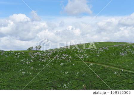 新緑が美しい5月の秋吉台 日本最大級のカルスト台地風景 新緑が美しい5月の秋吉台 日本最大級のカルスト台地風景 139555506