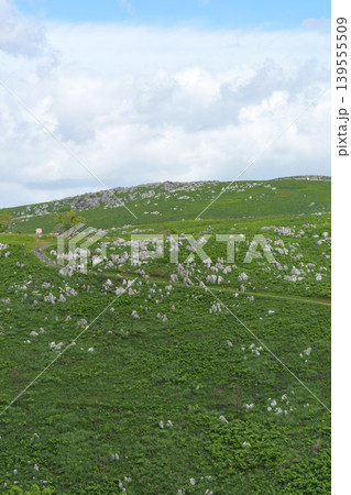 新緑が美しい5月の秋吉台 日本最大級のカルスト台地風景 新緑が美しい5月の秋吉台 日本最大級のカルスト台地風景 139555509
