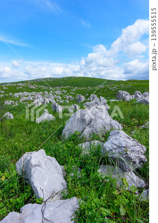 新緑が美しい5月の秋吉台 日本最大級のカルスト台地風景 新緑が美しい5月の秋吉台 日本最大級のカルスト台地風景 139555515