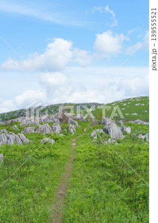 新緑が美しい5月の秋吉台 日本最大級のカルスト台地風景 新緑が美しい5月の秋吉台 日本最大級のカルスト台地風景 139555521