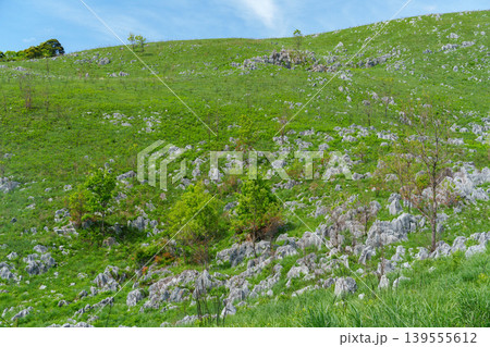 山口県美祢市秋吉台 ゴールデンウィークのカルスト台地絶景ハイキング 山口県美祢市秋吉台 ゴールデンウィークのカルスト台地絶景ハイキング 139555612