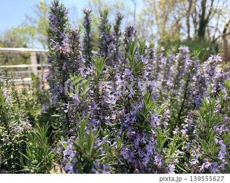 Lush bushes of blooming rosemary in sunny weather against a blue sky 139555627
