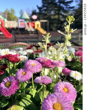 a flowerbed with brightly blooming white and pink asters against the backdrop of a blurred playground a flowerbed with brightly blooming white and pink asters against the backdrop of a blurred playground 139555658