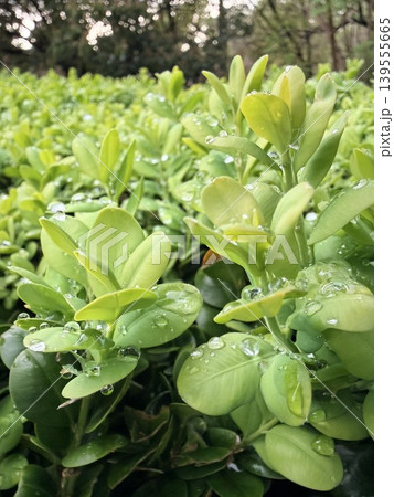 a lush green shrub with small, oval-shaped leaves glistening with fresh water droplets. a lush green shrub with small, oval-shaped leaves glistening with fresh water droplets. 139555665