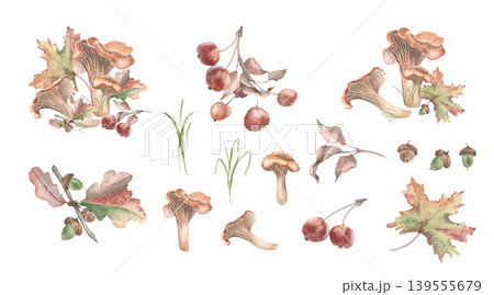Watercolor autumn harvest set with chanterelle mushrooms, maple leaves, apple branch and acorn isolated. Hand drawn forest flora elements vintage. Seasonal botanical drawing for fall design project. Watercolor autumn harvest set with chanterelle mushrooms, maple leaves, apple branch and acorn isolated. Hand drawn forest flora elements vintage. Seasonal botanical drawing for fall design project. 139555679