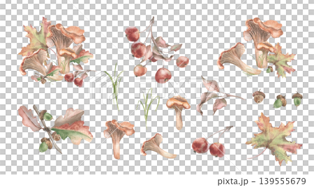 Watercolor autumn harvest set with chanterelle mushrooms, maple leaves, apple branch and acorn isolated. Hand drawn forest flora elements vintage. Seasonal botanical drawing for fall design project. Watercolor autumn harvest set with chanterelle mushrooms, maple leaves, apple branch and acorn isolated. Hand drawn forest flora elements vintage. Seasonal botanical drawing for fall design project. 139555679