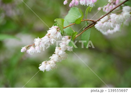 サラサウツギの花 139555697