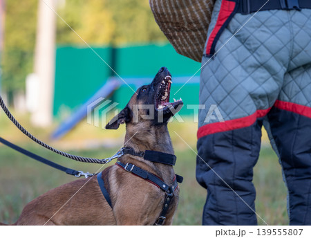 Belgian Malinois Shepherd dog in Training Belgian Malinois Shepherd dog in Training 139555807