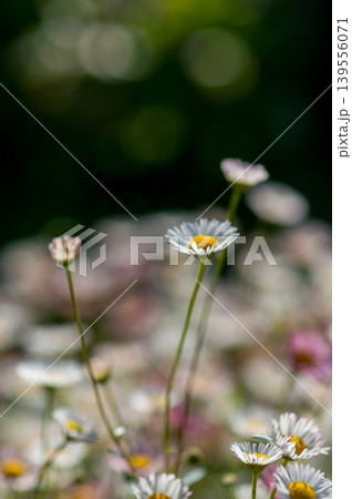 エリゲロン(源平小菊) 139556071