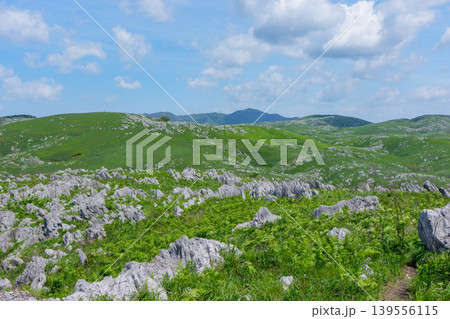 ゴールデンウィークの秋吉台 石灰岩と新緑が広がる絶景風景 ゴールデンウィークの秋吉台 石灰岩と新緑が広がる絶景風景 139556115