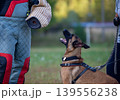 Belgian Malinois Shepherd dog in Training 139556238