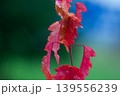 Vibrant Red Maple Leaves (Acer Ginnala) 139556239