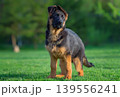 Curious German Shepherd Puppy in the Grass 139556241