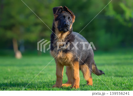 Curious German Shepherd Puppy in the Grass 139556241