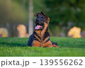 Joyful German Shepherd Puppy Relaxing on Grass 139556262