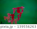 Vibrant Red Maple (Acer tataricum subsp. ginnala) Leaves 139556263