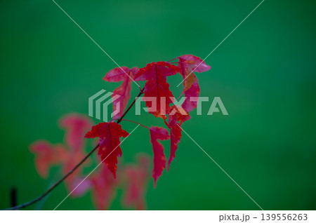 Vibrant Red Maple (Acer tataricum subsp. ginnala) Leaves 139556263