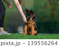 German Shepherd Puppy Obediently Sitting on Grass 139556264