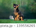 Alert German Shepherd Puppy Sitting on Grass 139556265