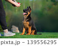 Energetic German Shepherd Puppy Playing Outdoors 139556295