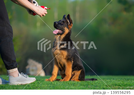 Energetic German Shepherd Puppy Playing Outdoors Energetic German Shepherd Puppy Playing Outdoors 139556295