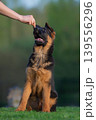 Obedient German Shepherd Puppy Waiting for a Treat 139556296
