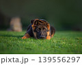 Adorable German Shepherd Puppy Lying on Grass 139556297