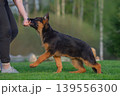 Energetic German Shepherd Puppy Playing with Owners Hand 139556300