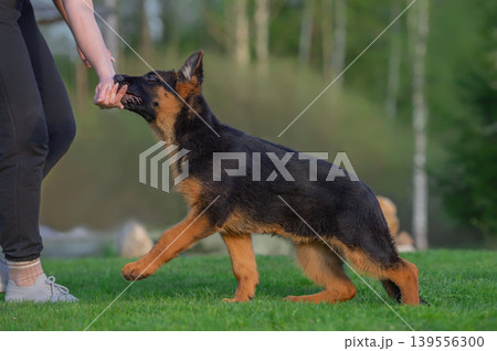 Energetic German Shepherd Puppy Playing with Owners Hand Energetic German Shepherd Puppy Playing with Owners Hand 139556300