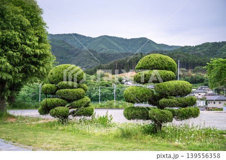 段々に剪定されユニークな形に整えられた2本の庭木がある風景 段々に剪定されユニークな形に整えられた2本の庭木がある風景 139556358
