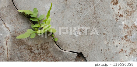 Green plants grow from the cracks in the concrete walls. Green plants grow from the cracks in the concrete walls. 139556359