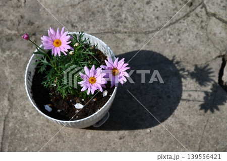 pink flower plant in pot on transparent 139556421