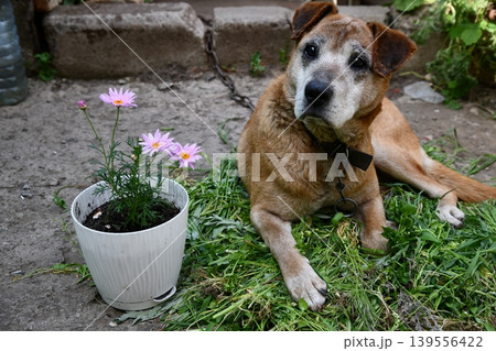 Beautiful dog rhodesian ridgeback puppy 139556422