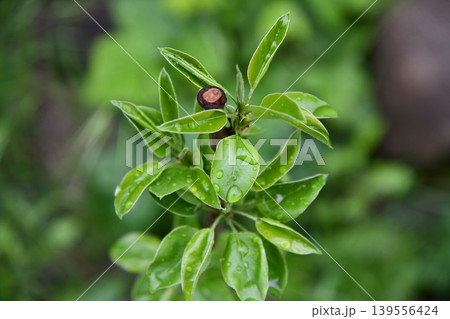 Close-up of a pear on a small tree, rows of saplings blur in the background under a partly Close-up of a pear on a small tree, rows of saplings blur in the background under a partly 139556424