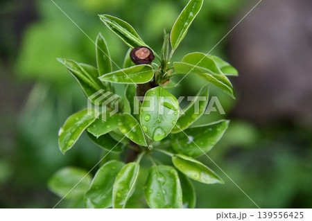 Close-up of a pear on a small tree, rows of saplings blur in the background under a partly 139556425