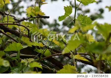 Ripe white grapes on bush against backdrop of grape farm in sunlight, extreme 139556430