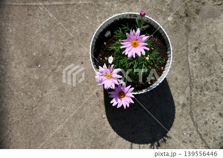 pink flower plant in pot on transparent pink flower plant in pot on transparent 139556446